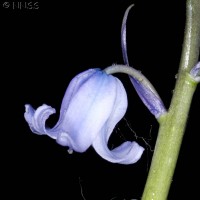 Spanish Bluebell